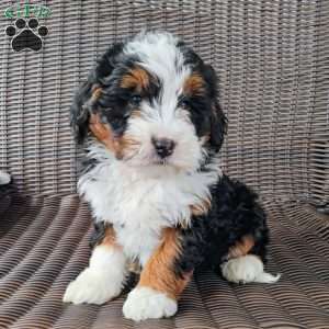 Vera, Mini Bernedoodle Puppy